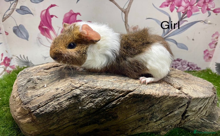 Guinea Pig rodents Baby guinea pigs female and male  - Advert 10