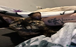 Ragdoll cats for sale: Milo & Smudge - Image 14