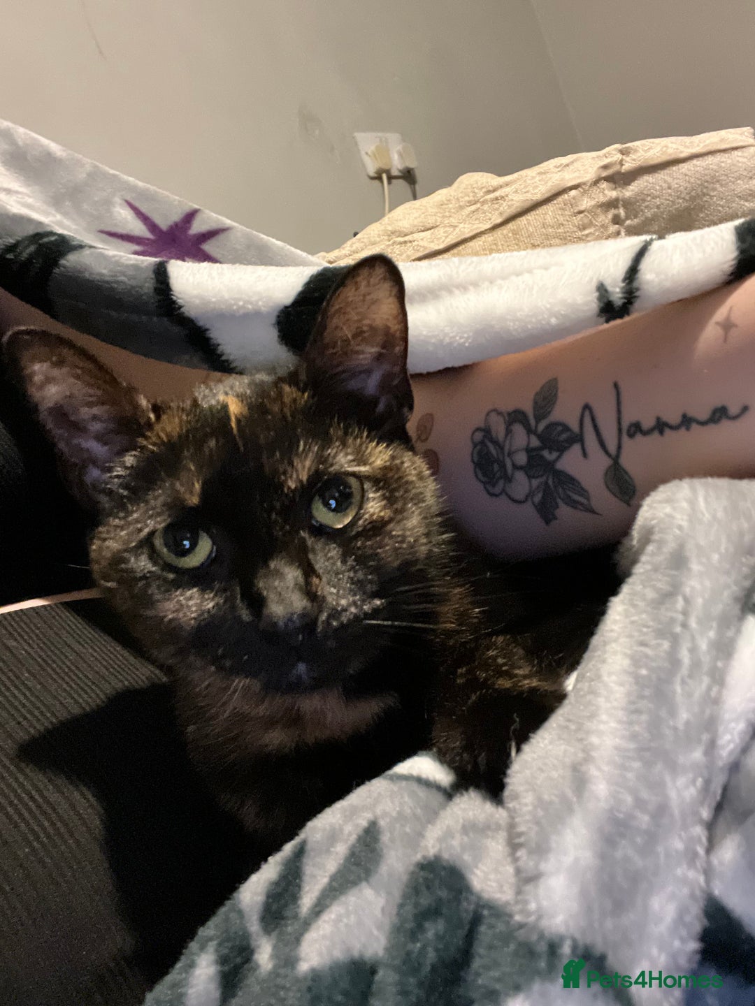 Ragdoll cats for sale: Milo & Smudge - Image 14