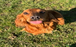 Cocker Spaniel dogs for sale: RED & BLACK COCKER SPANIEL PUPPIES READY NOW 🐶🧡  - Image 6