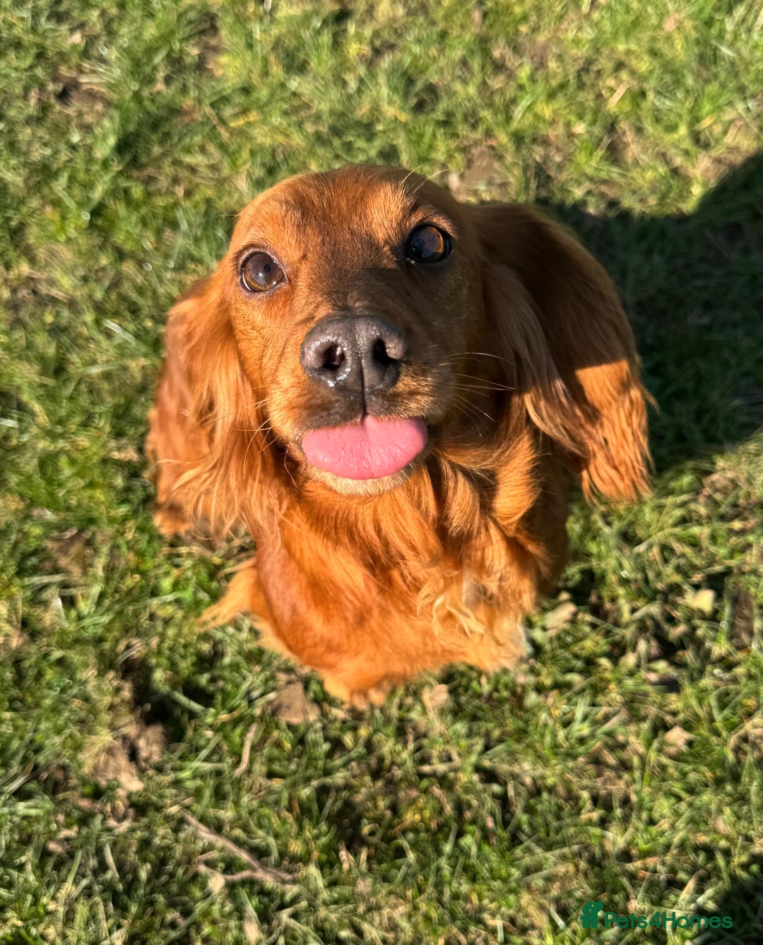 Cocker Spaniel dogs for sale: RED & BLACK COCKER SPANIEL PUPPIES READY NOW 🐶🧡  - Image 6
