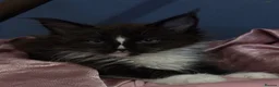 Maine Coon cats for sale: Maine Coon kittens XXL - Advert 12