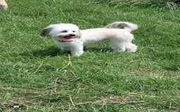 Mixed Breed dogs for sale: Ready to collect  - Advert 31