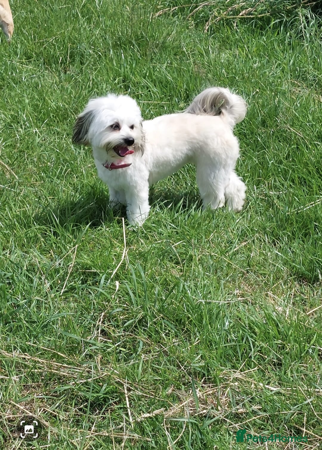 Mixed Breed dogs for sale: Ready to collect  - Advert 31