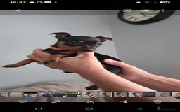 Miniature Pinscher dogs for sale: Beautiful Miniature pinscher Puppies  - Image 22