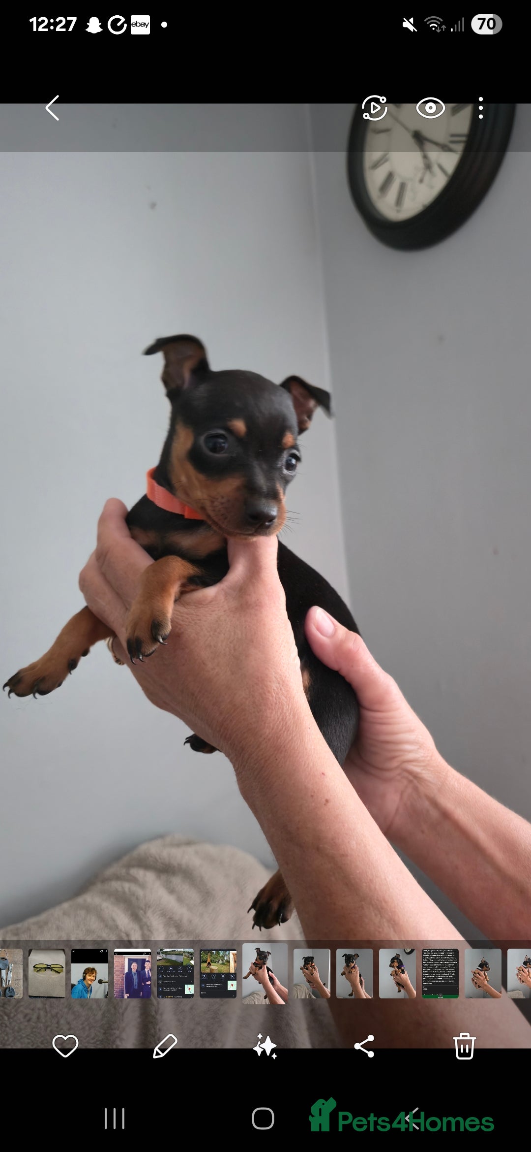 Miniature Pinscher dogs for sale: Beautiful Miniature pinscher Puppies  - Image 22