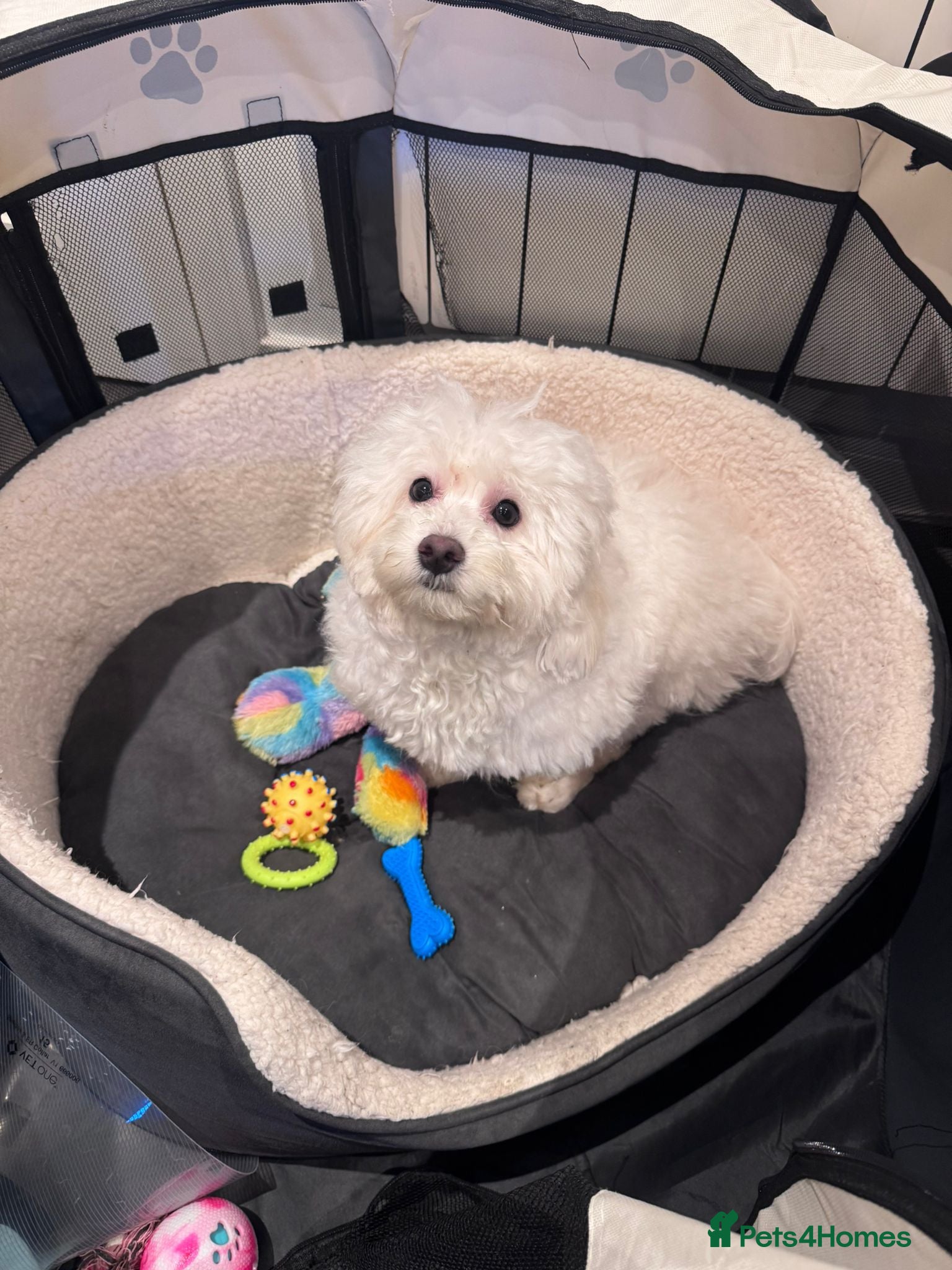 Maltese dogs Male Maltese – 7 Months Old for Sale in London - Advert 1