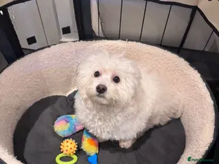 Maltese dogs Male Maltese – 7 Months Old for Sale in London - Advert 1