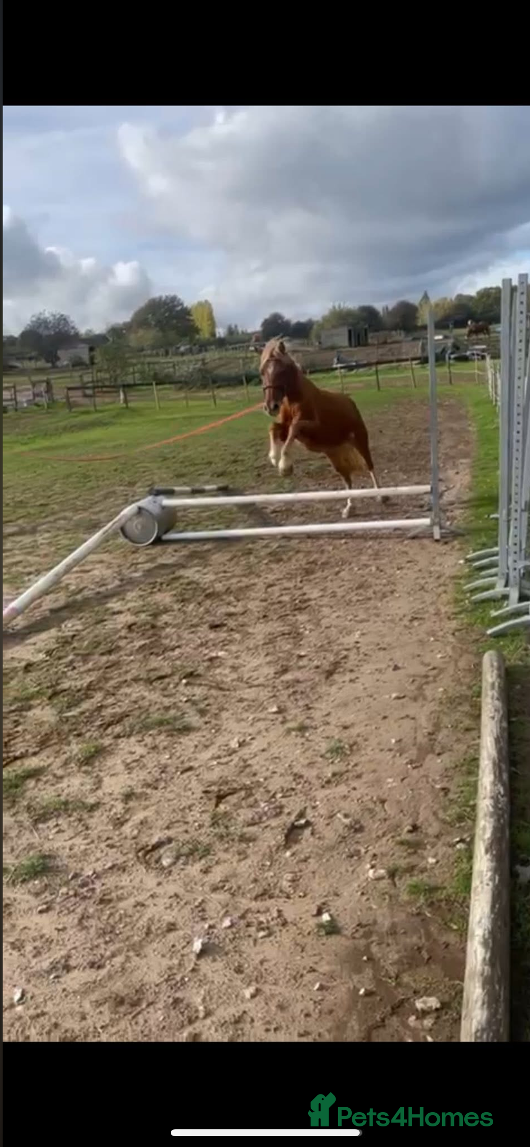 Welsh Section B horses for sale: ELSA🧡 - Advert 22