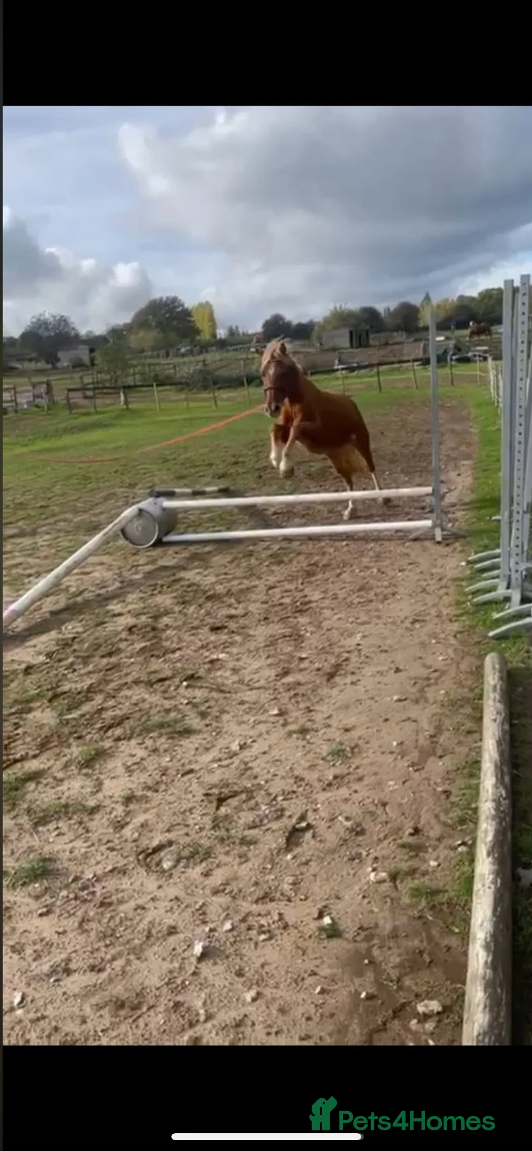 Welsh Section B horses for sale: ELSA🧡 - Advert 22