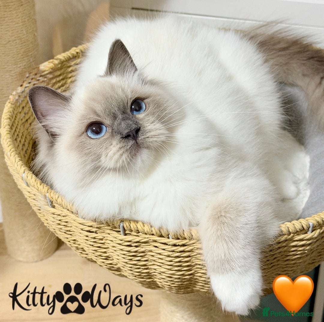 Ragdoll cats for sale: 🐾🩷*TICA REG* EU RAGDOLL KITTENS🌟 DNA CLEAR 🩵🐾 - Image 6