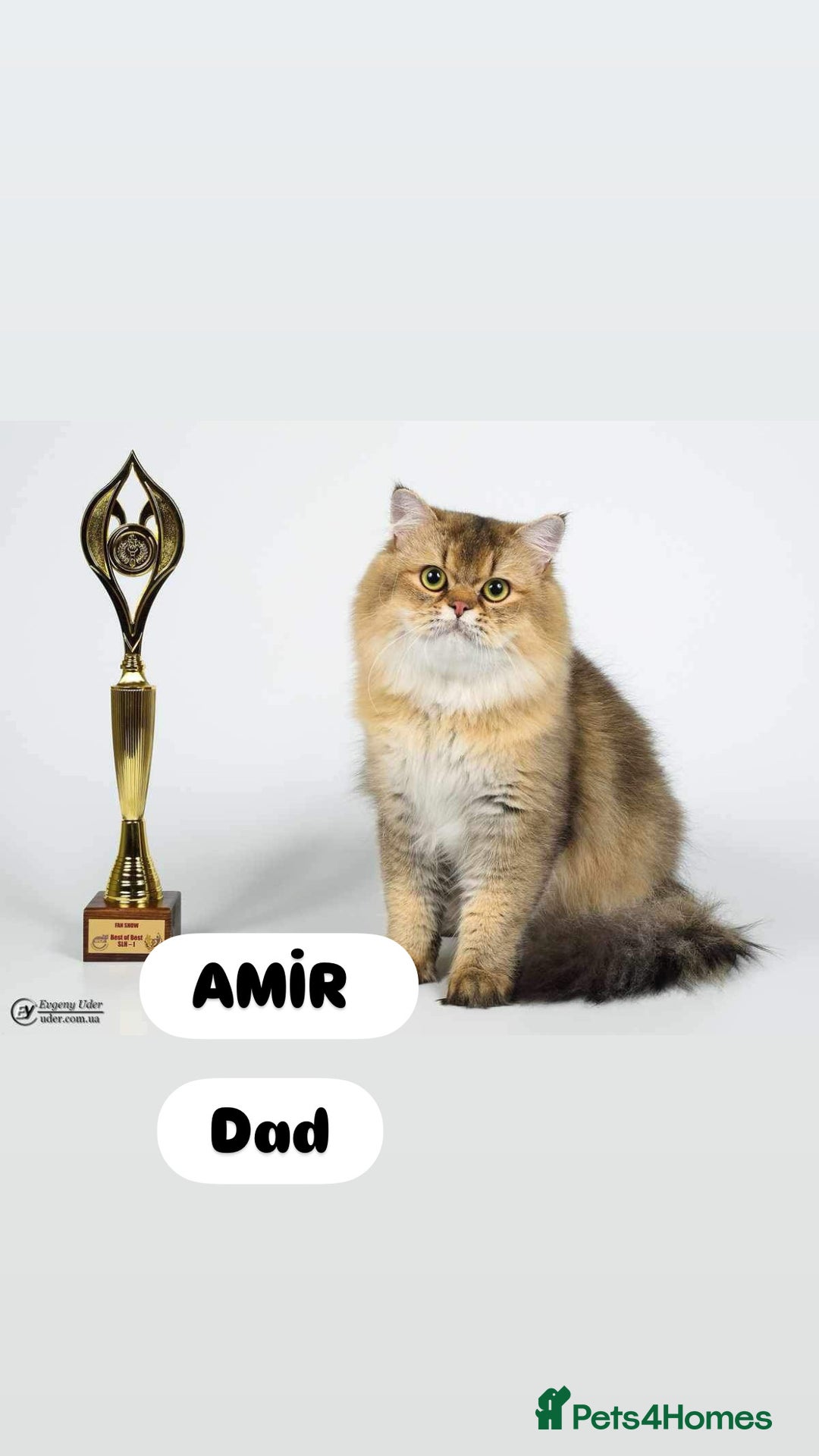 Scottish Fold cats for sale: Pure breed Pedigree SF kittens  - Advert 14