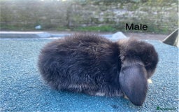 Mini Lop rabbits for sale: Mini lops - Image 6