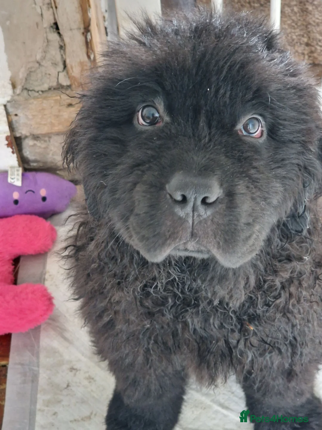 Newfoundland dogs for sale: KC Registered Black Newfoundland Puppies  - Advert 1