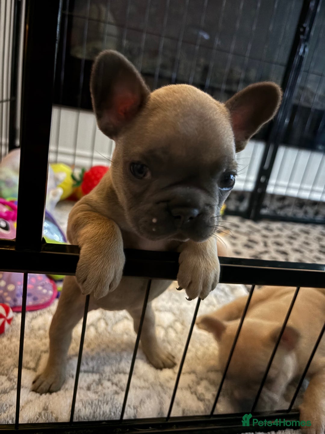French Bulldog dogs for sale: French Bulldog Pups - Advert 6