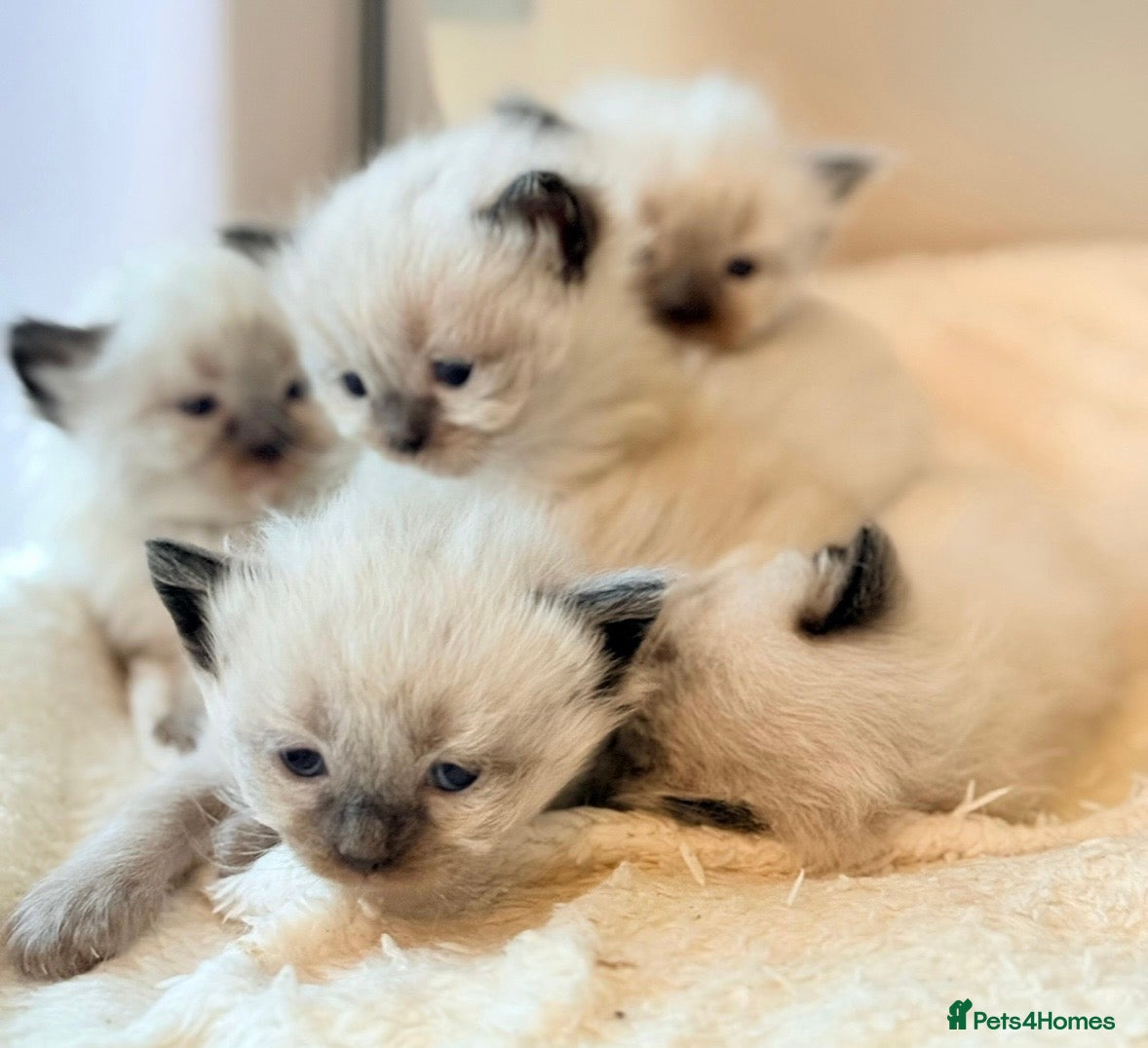 Ragdoll cats 5 gorgeous pure breed ragdoll kittens  - Advert 1