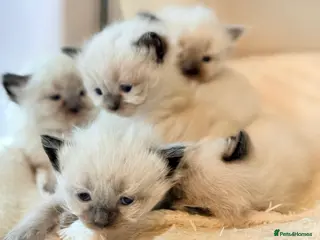 Ragdoll cats 5 gorgeous pure breed ragdoll kittens - Advert 2