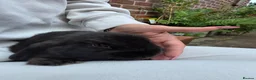 Mini Lop rabbits for sale: Mini loop - Advert 7
