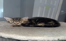 Mixed Breed cats for sale: Playful Kittens Ready to Melt Your Heart ❤️ - Image 7