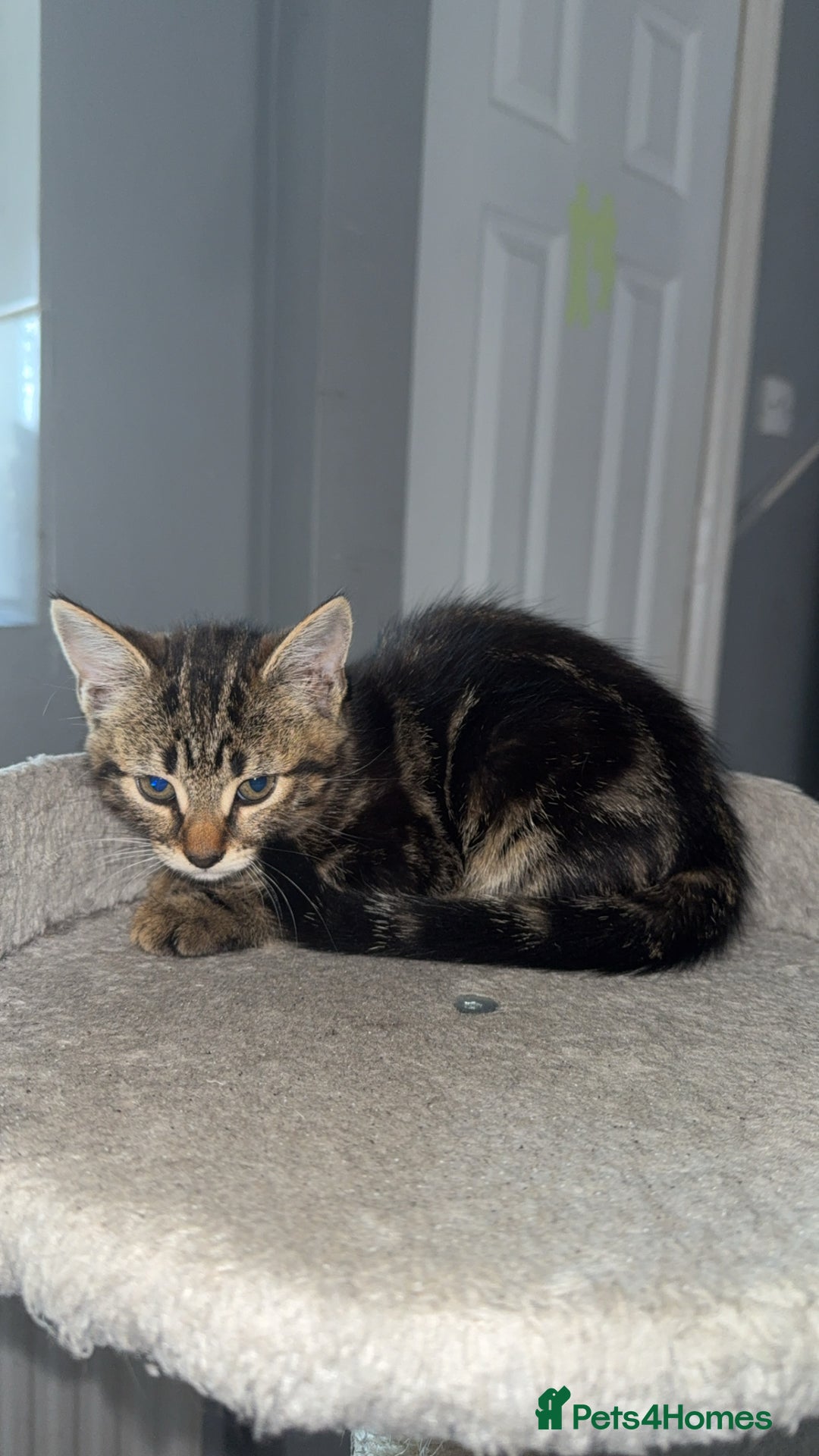 Mixed Breed cats for sale: Playful Kittens Ready to Melt Your Heart ❤️ - Image 7