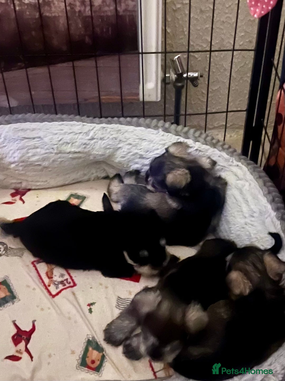 Miniature Schnauzer dogs for sale: 🤎🖤🩶Stunning Miniature Schnauzer Pups🩶🖤🤎 - Advert 4