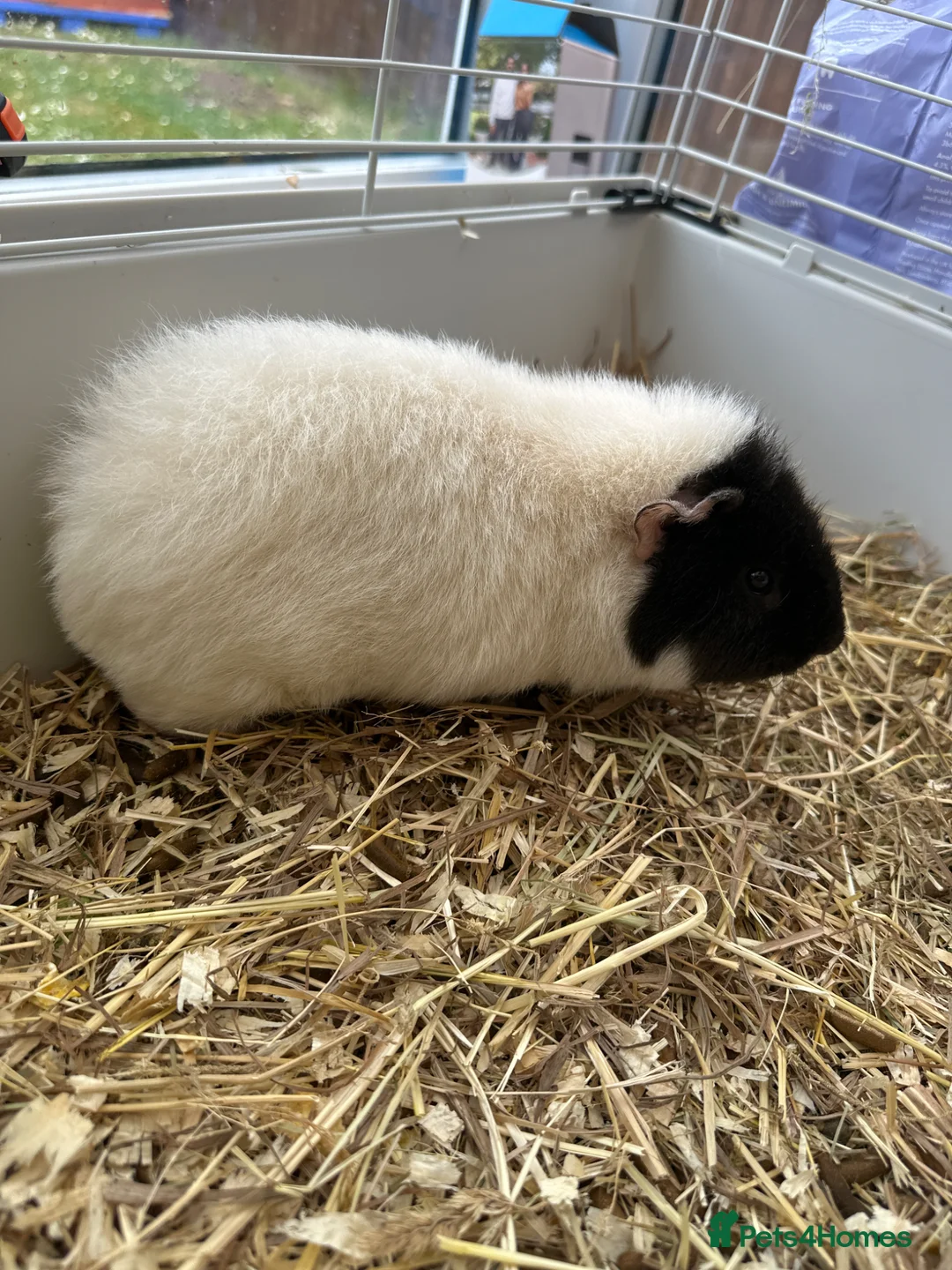 Guinea Pig rodents for sale: Guinea pigs - Advert 2