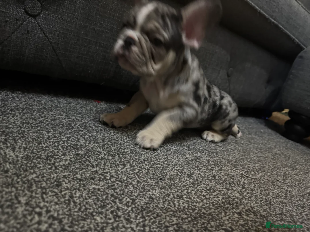 French Bulldog dogs for sale: DWKC Registered Puppies – Health Tested  - Advert 33