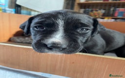 Mixed Breed dogs for sale: Dalmador Puppies for sale - Image 12