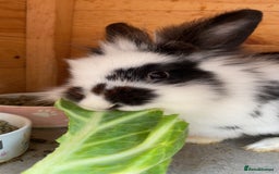 Lionhead rabbits for sale: Beautiful female Lion head rabbit for sale - Image 2