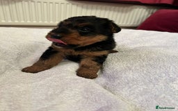 Welsh Terrier dogs for sale: Stunning Health Tested KC Reg Welshie Puppies - Advert 18