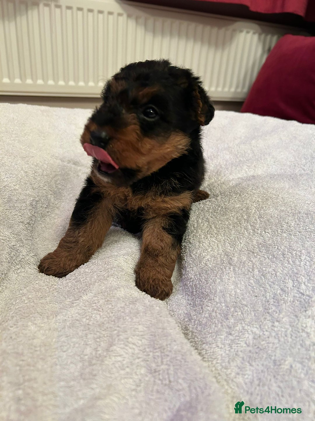 Welsh Terrier dogs for sale: Stunning Health Tested KC Reg Welshie Puppies - Advert 18
