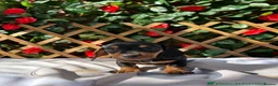 Miniature Dachshund dogs for sale:  Mini RARE SOLID BLACKS KC reg Health tested  - Advert 7