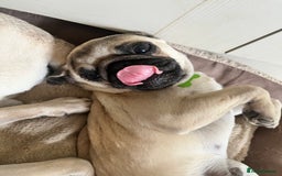 Pug dogs for sale: Sweet puppies - Image 4