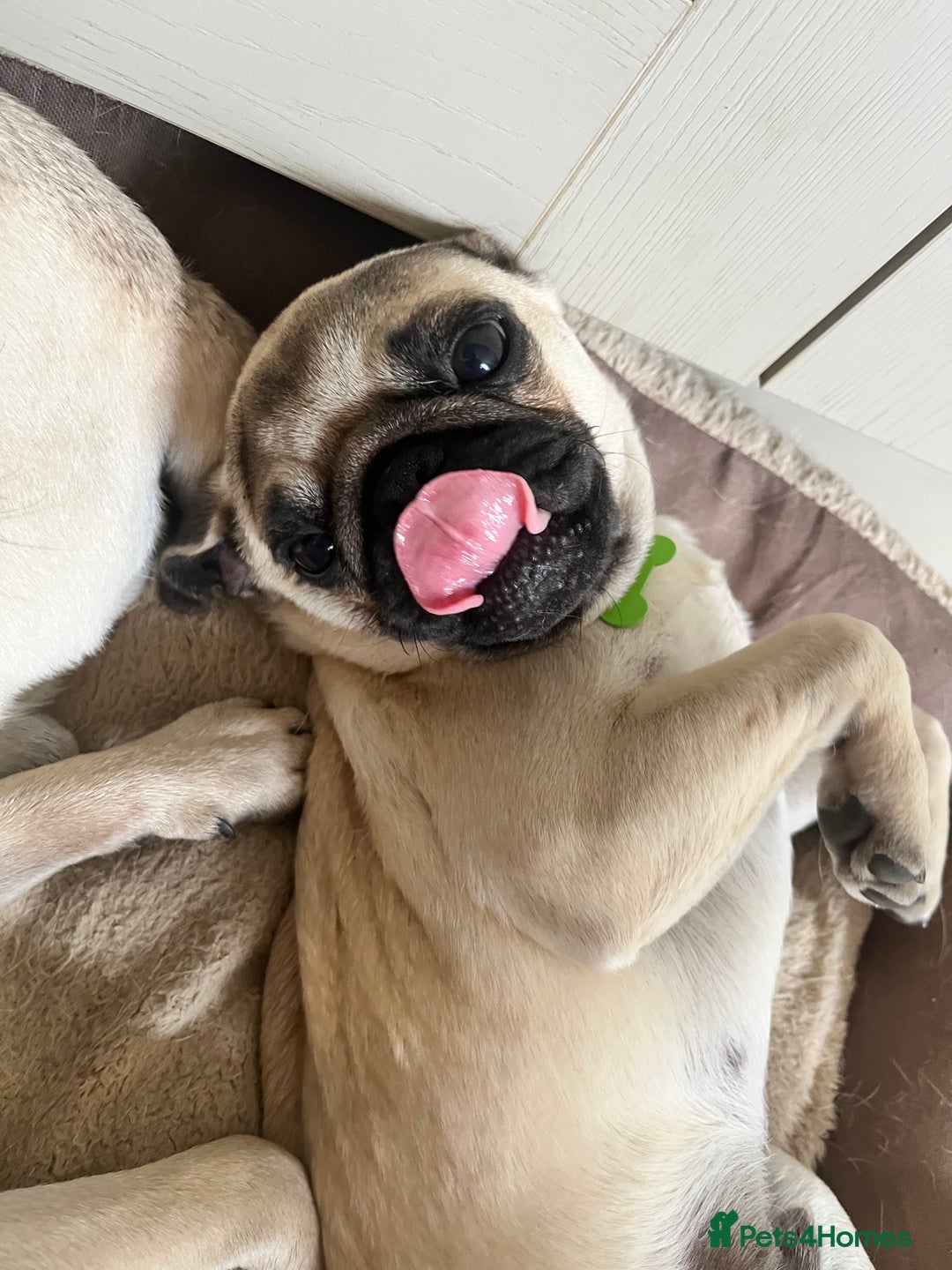 Pug dogs for sale: Sweet puppies - Image 4