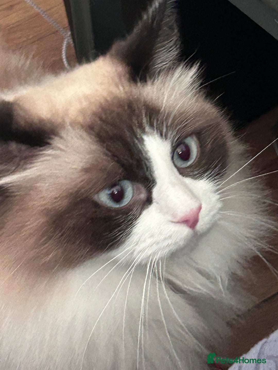 RagaMuffin cats for sale: Gorgeous ragamuffin lady - Advert 1