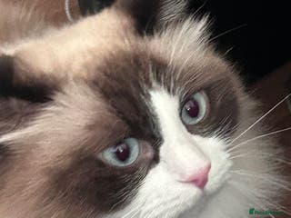 RagaMuffin cats for sale: Gorgeous ragamuffin lady - Advert 2