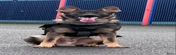 German Shepherd dogs for stud: Working Line German Shepard Stud - Advert 2