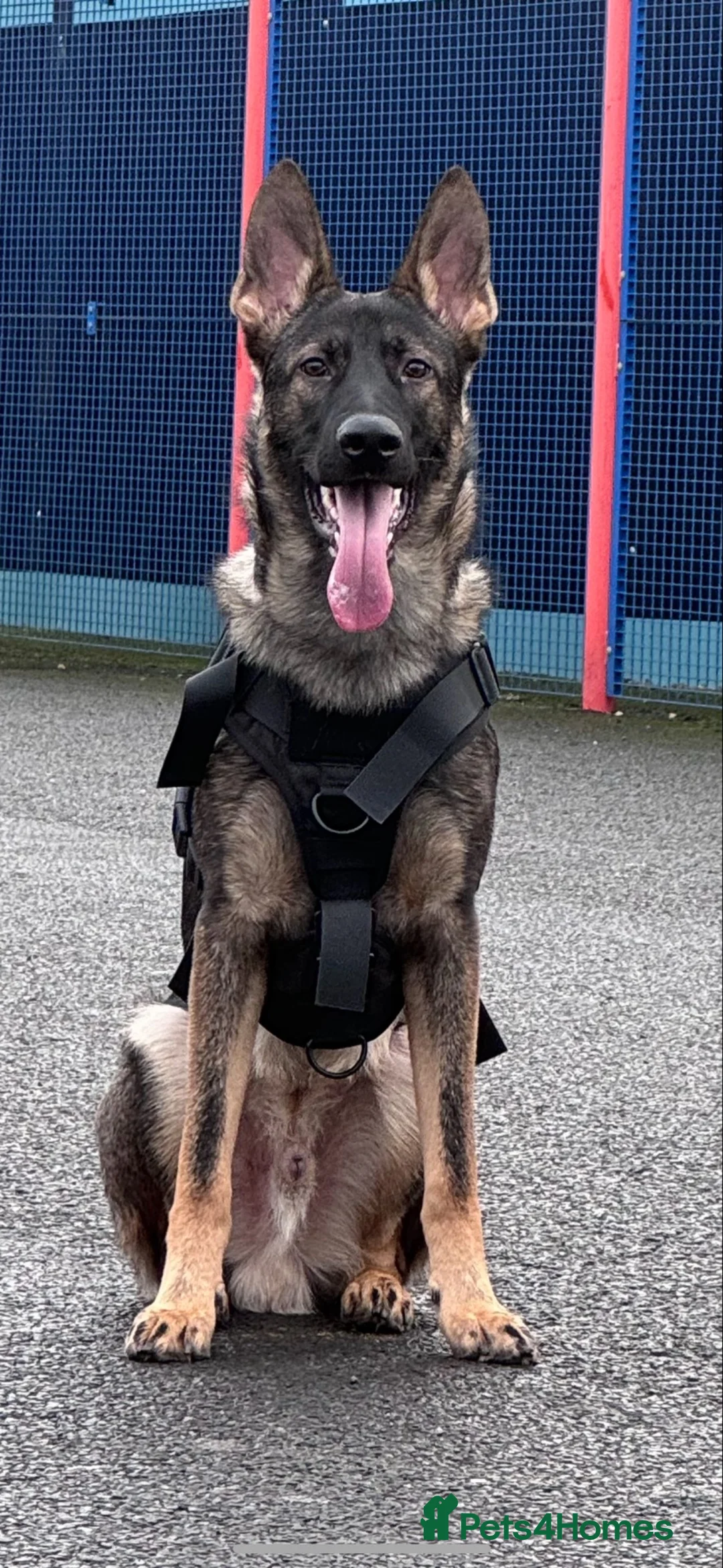 German Shepherd dogs for stud: Working Line German Shepard Stud - Advert 2