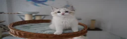 Ragdoll cats for sale: TICA registered seal lynx bicolor boy  - Advert 3