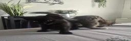 Mixed Breed cats for sale: 3 playful kittens for sale. - Advert 6