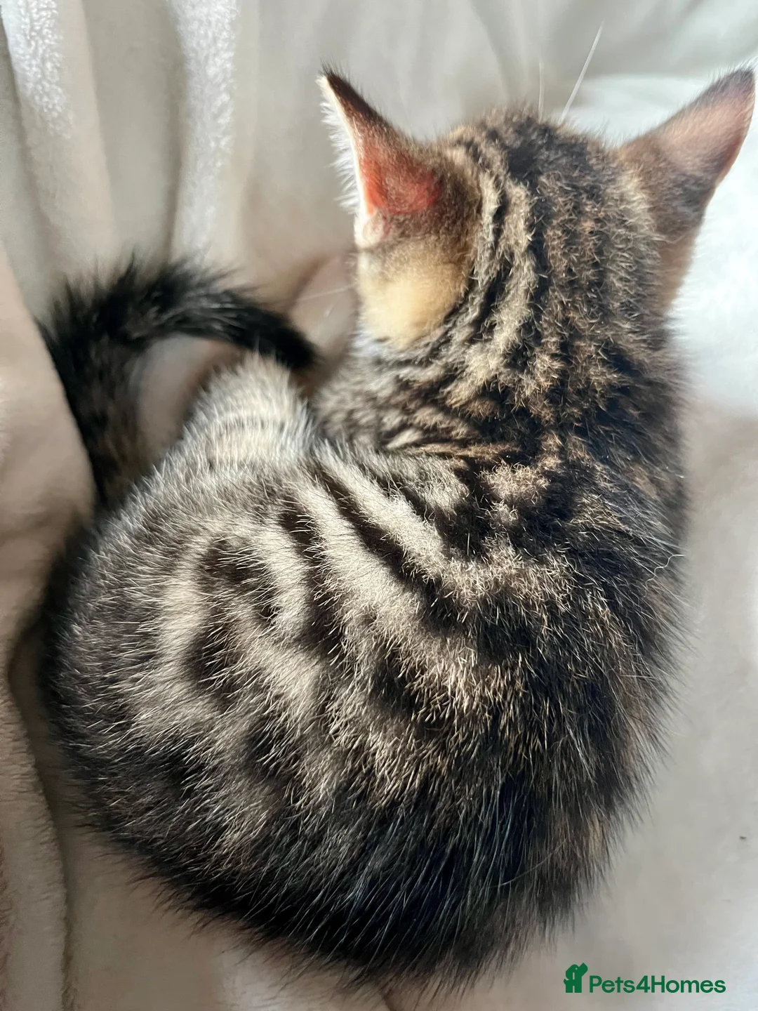 Bengal cats for sale:  Glittery Bengal X KittensWith Famous References!  - Advert 16