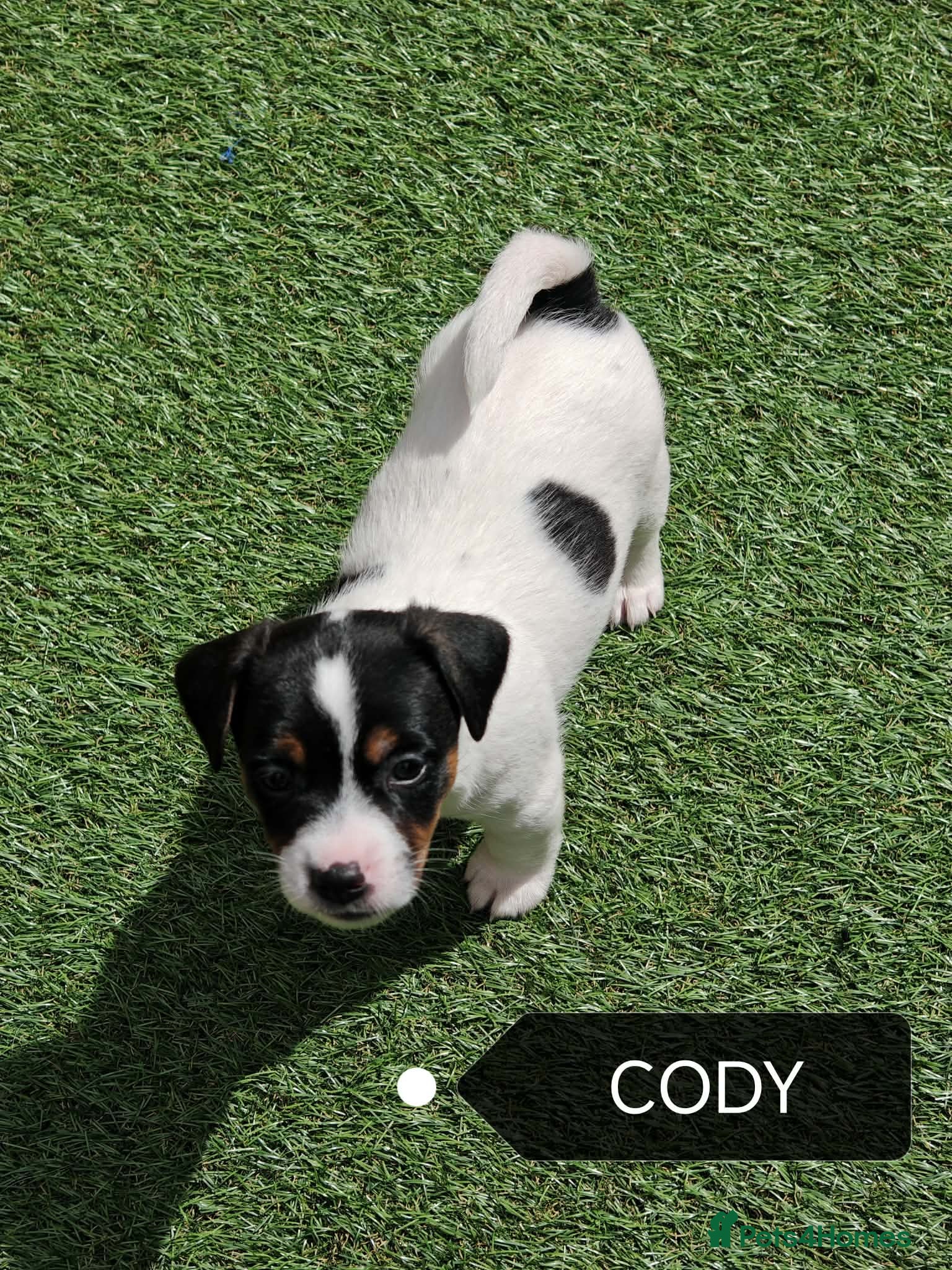 Jack Russell dogs BEAUTIFUL JACK RUSSELL PUPPIES AVAILABLE - Advert 2