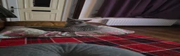 Devon Rex cats for sale: GCCF Male Devon Rex - Advert 2