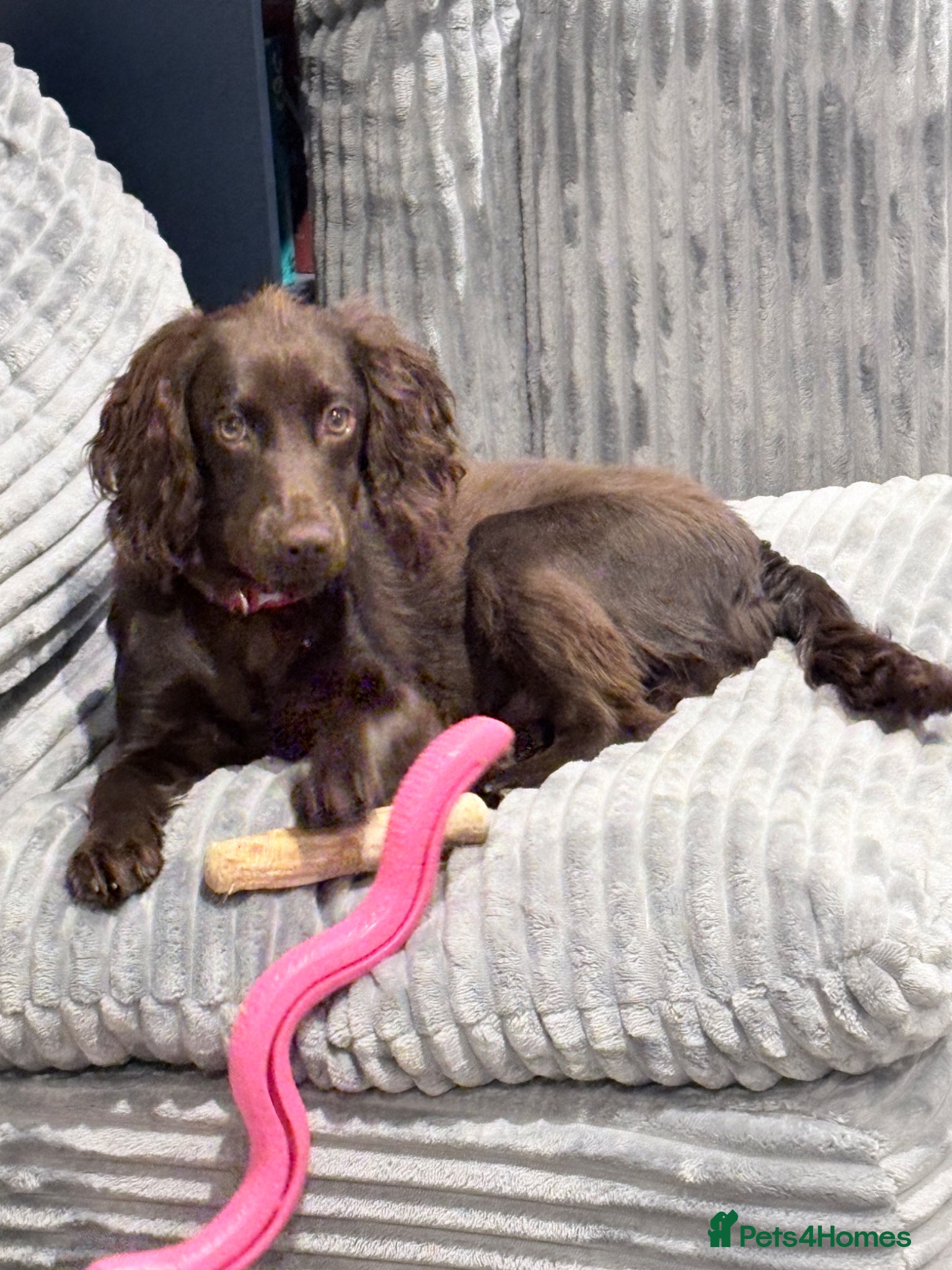Cocker Spaniel dogs Cocker spaniel 7 month old PUP for rehome - Advert 3
