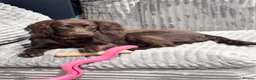 Cocker Spaniel dogs for sale: Cocker spaniel 7 month old PUP for rehome in Harrogate - Advert 1