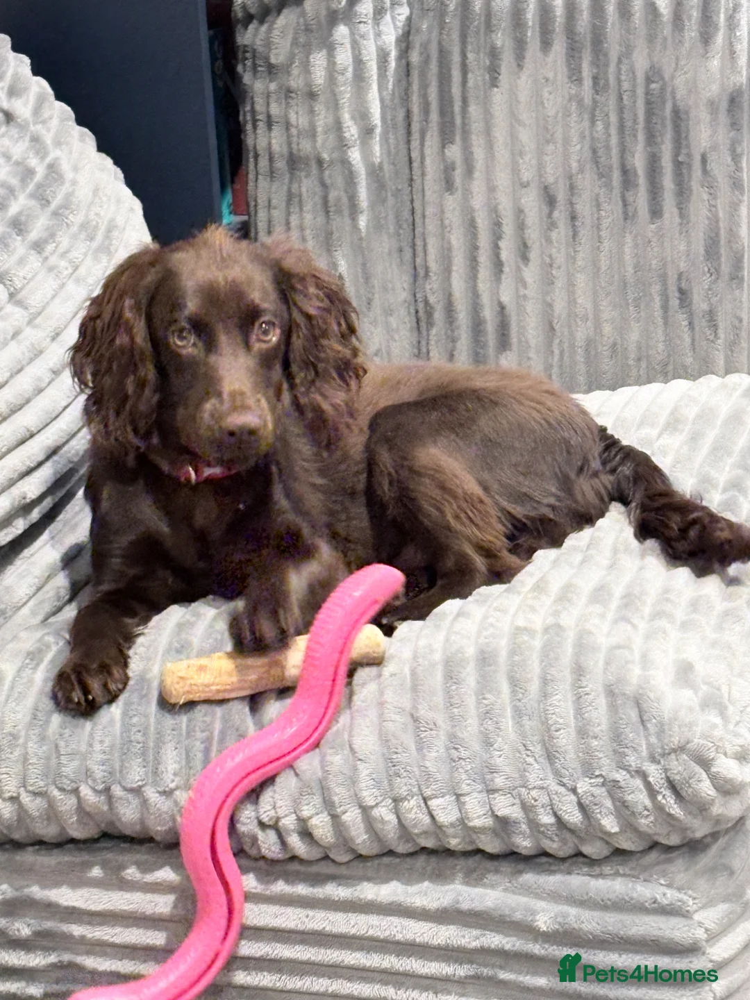 Cocker Spaniel dogs for sale: Cocker spaniel 7 month old PUP for rehome in Harrogate - Advert 1