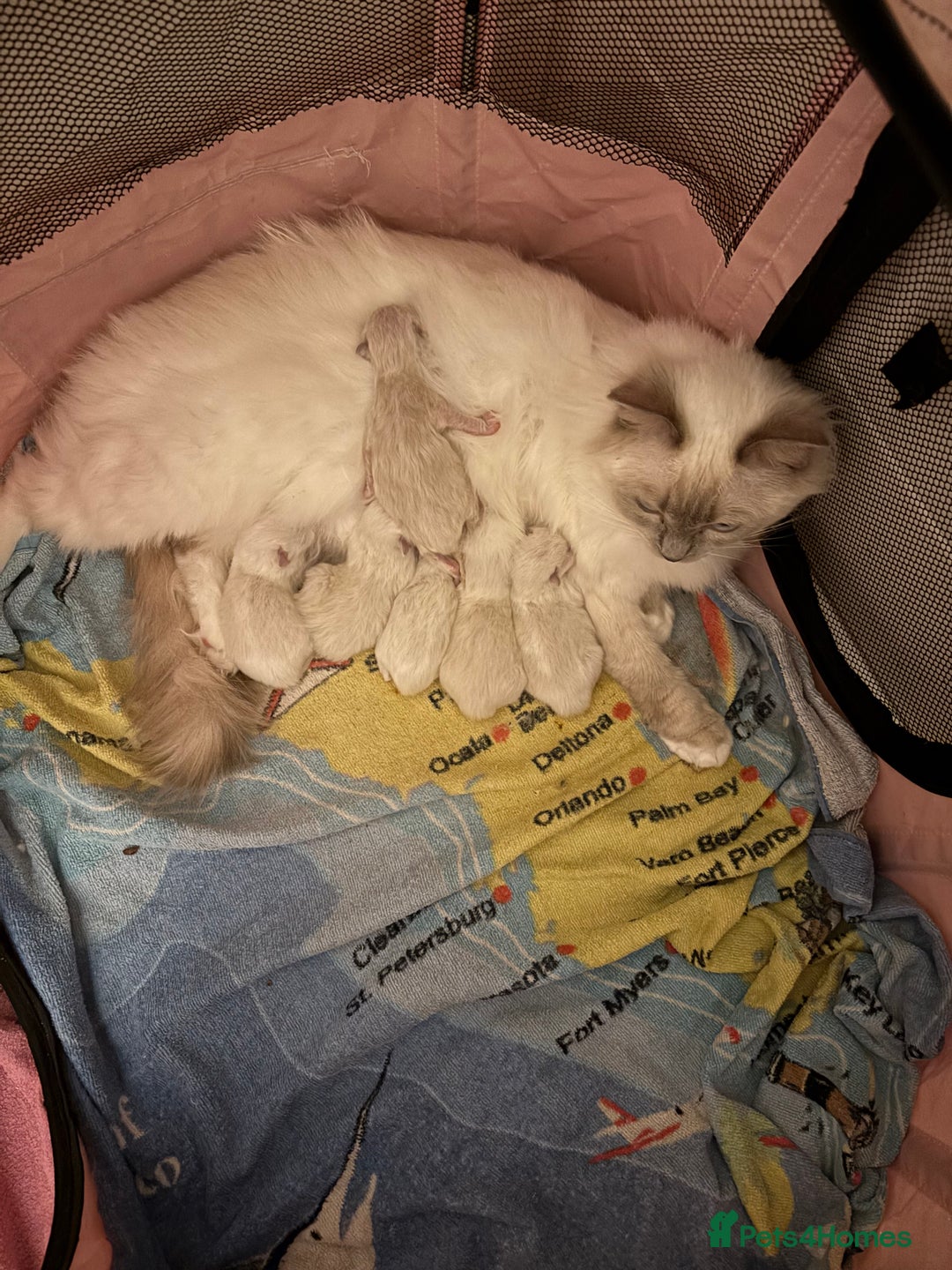 Ragdoll cats for sale: Stunning Ragdoll kittens  - Advert 9