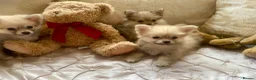 Pomchi dogs for sale: Adorable Pomchis ready to go now to family homes.  in Darlington - Advert 10