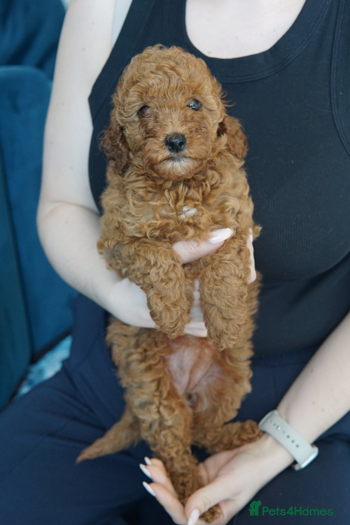 Labradoodle dogs Miniature Labradoodles LAST GIRL AVAILABLE - Advert 6