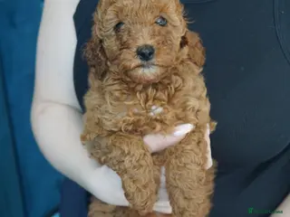 Labradoodle dogs Miniature Labradoodles LAST GIRL AVAILABLE - Advert 6